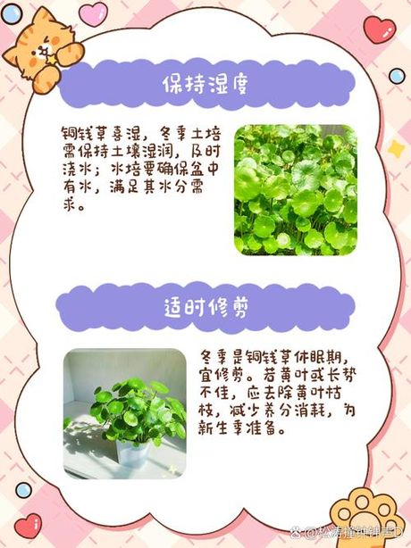 铜钱草冬天怎么养