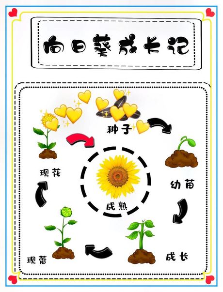向阳而生：植物的生长智慧