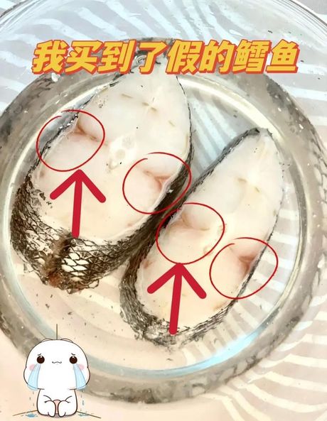 鳕鱼为什么没有头
