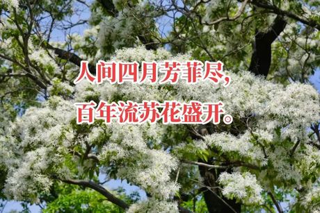 芳菲的意思，芳菲的含义