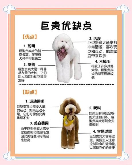 巨型贵宾犬：大型犬种的优缺点与养护全攻略