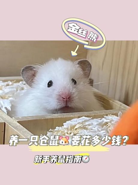 小仓鼠多少钱一只？