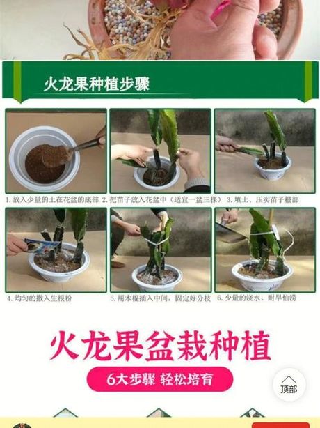 火龙果盆栽种植全攻略