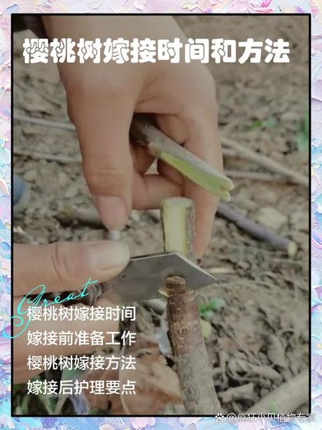 樱桃嫁接时间和方法，樱桃嫁接时间与方法百科