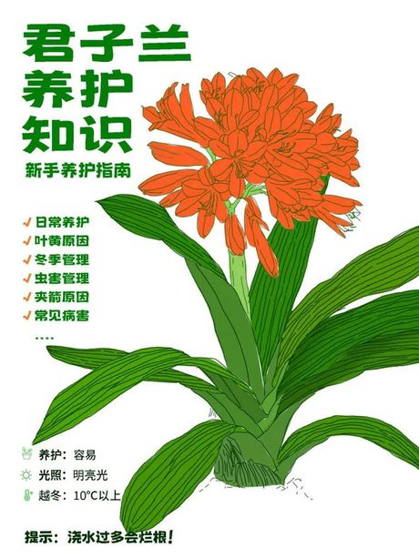 君子兰养护全攻略