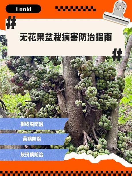 无花果现代种植技术百科：设施栽培、病虫害防治与智能管理