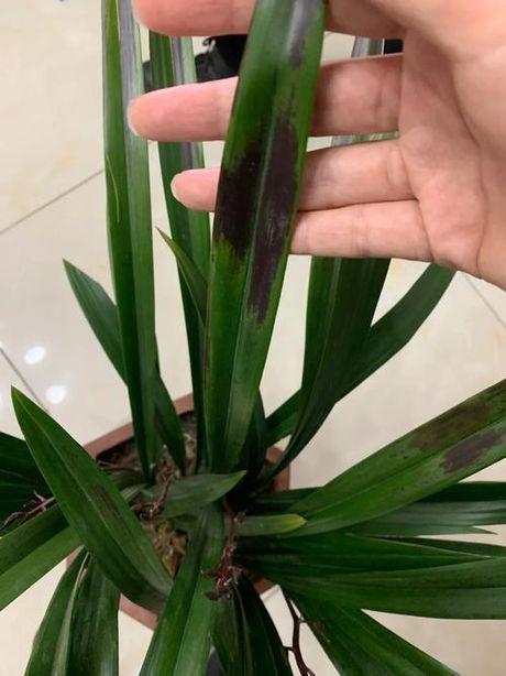 兰花叶子尖发黑怎么办？