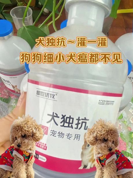小狗翻肠在家怎么治