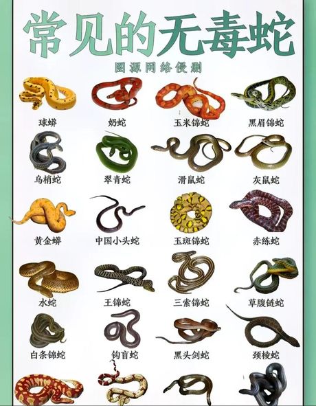 韩国花蛇什么意思，韩国花蛇含义解析