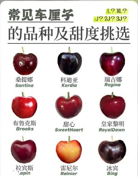 车厘子的产地