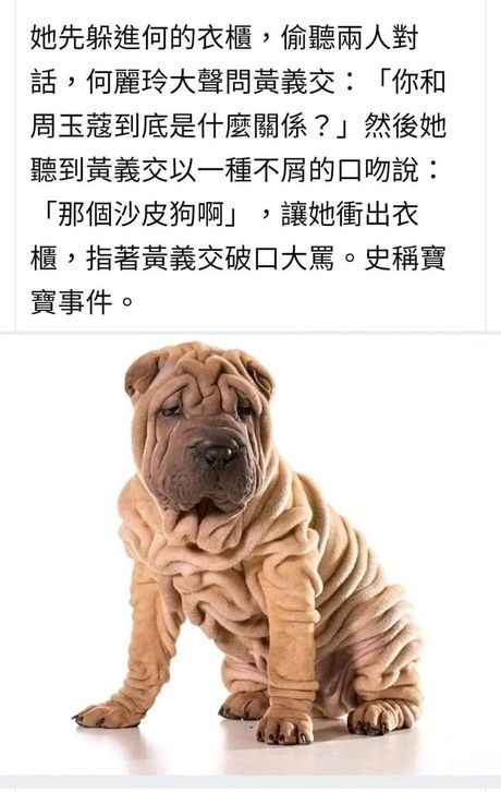 沙皮犬价格揭秘