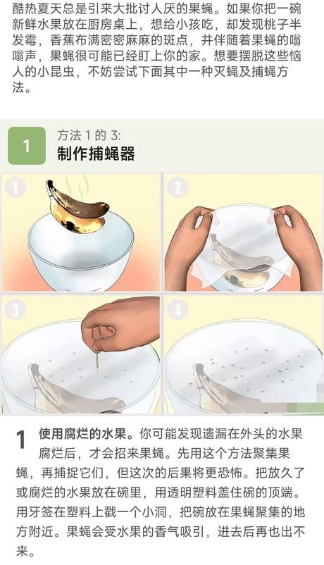 果蝇怎么来的，果蝇是如何产生的