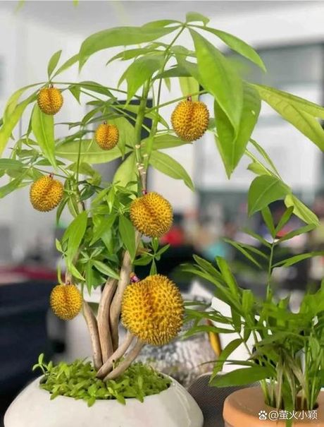 榴莲核怎么种盆栽，榴莲核盆栽种植指南