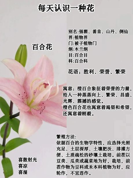女人百合：含义与起源