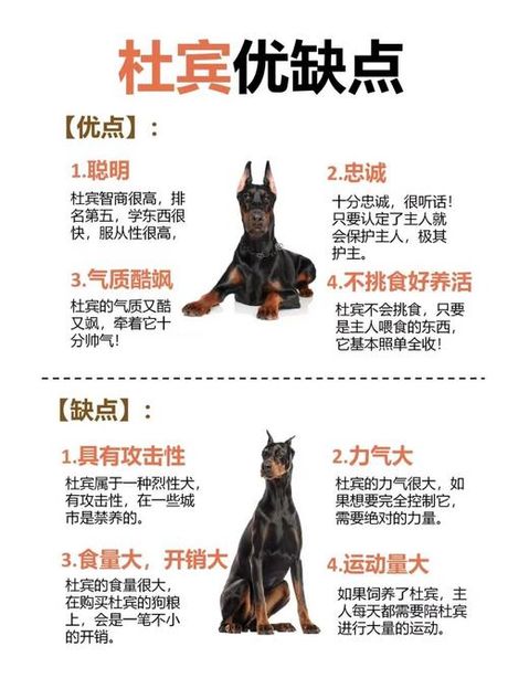 杜宾多少钱一只，杜宾犬市场价格全解析