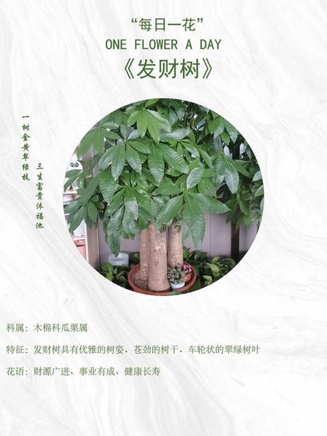 发财树：名字背后的故事