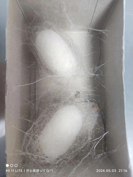 蚕宝宝结茧后怎么处理，蚕宝宝结茧后的处理