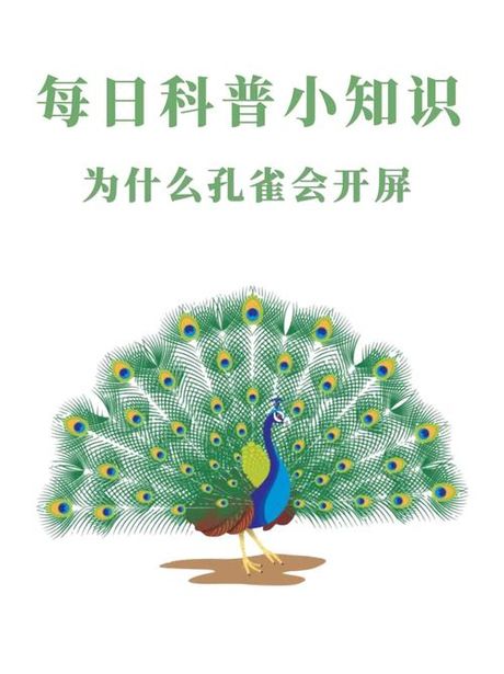 孔雀为什么会开屏