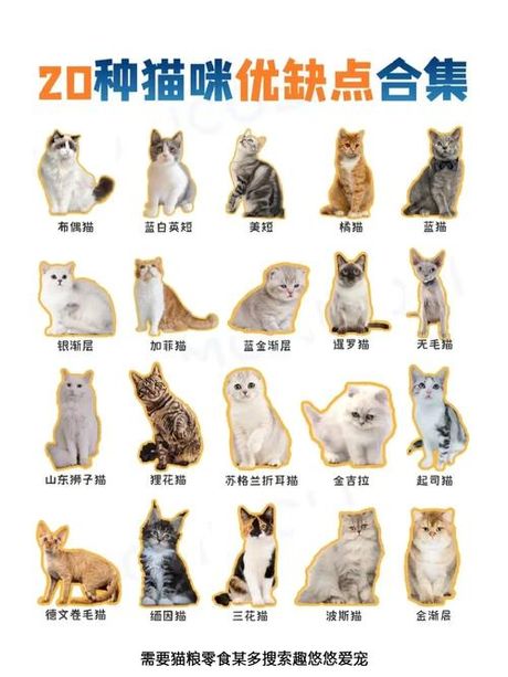 买猫去哪里买：选择合适的途径与注意事项