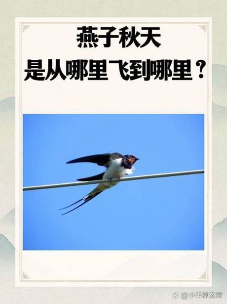小燕飞的一天：它们究竟飞了多少次？