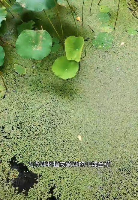 浮萍是什么意思