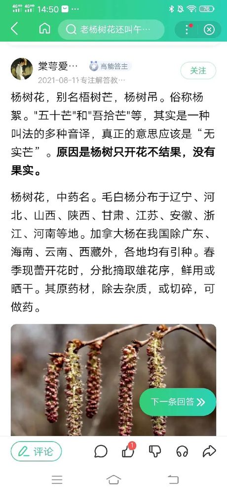 杨树花的食用方法