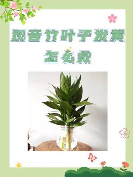 观音竹叶子发黄的原因与解决方法
