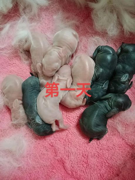 兔子繁殖的秘密：几个月可以生小兔？