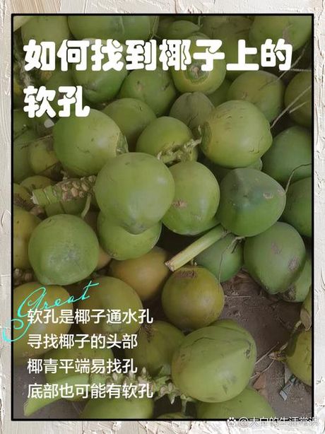 椰子的三个孔怎么找