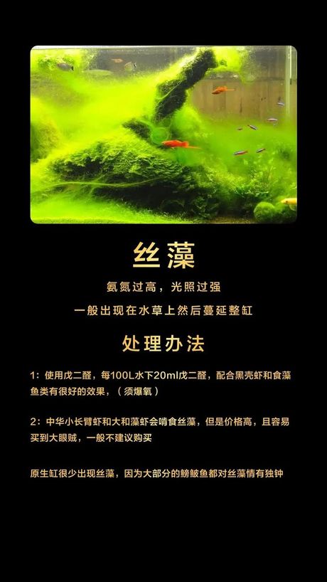 鱼缸水草长绿毛怎么办？