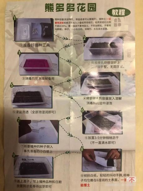 植物播种的艺术：多样化方法揭秘