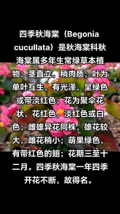 秋海棠的养殖方法