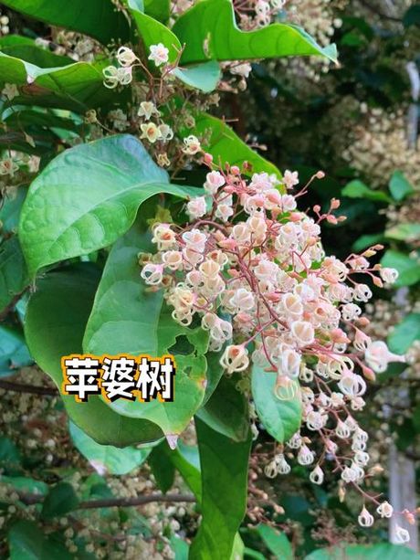苹风是什么意思