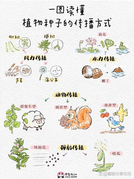 你还知道哪些植物传播种子的方法，植物传播种子的多种方法