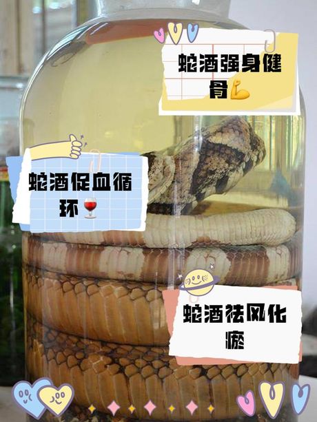 黑眉蝮蛇泡酒：传统与科学