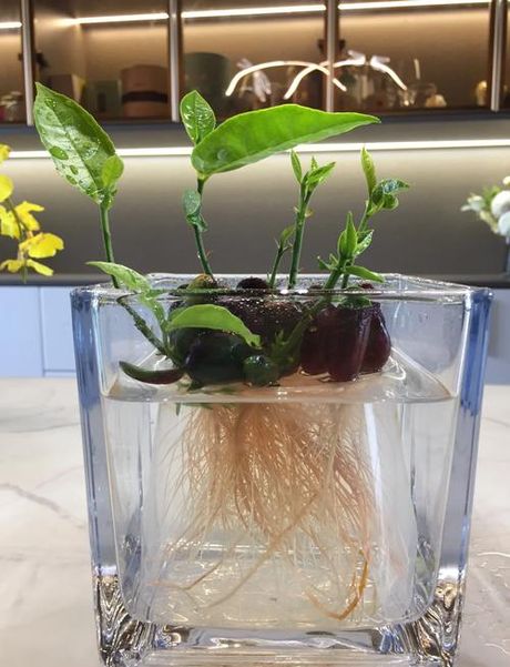 菠萝蜜的核怎么种盆栽