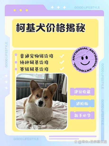 柯基犬一般多少钱，柯基犬市场价格指南