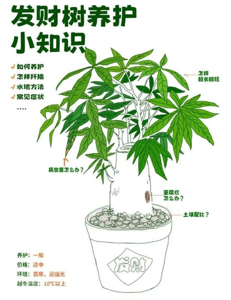 发财树的养护方法