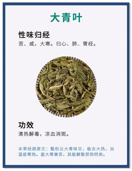 大青叶：传统中药的现代审视
