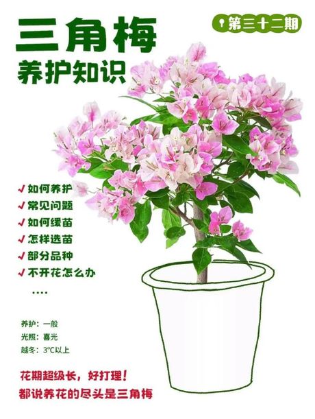 三角梅怎么养才开花好