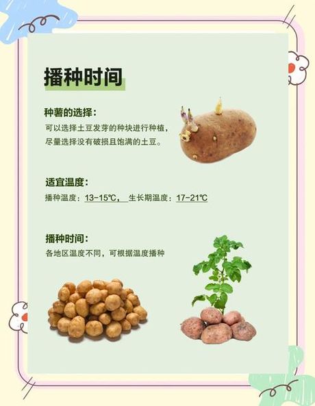 土豆怎么种，土豆种植全攻略