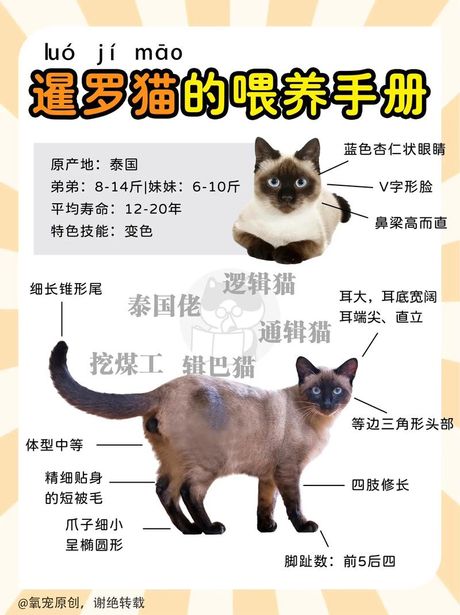 暹罗猫的正确读法