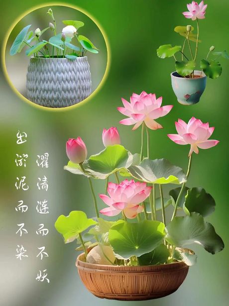 出淤泥而不染：莲花背后的生物学奇迹