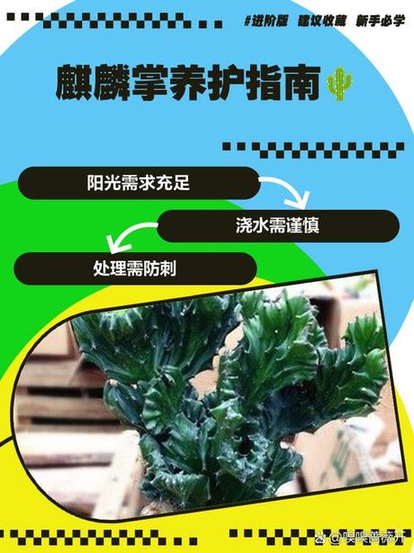 玉麒麟怎么养：打造吉祥麒麟盆景的养护指南