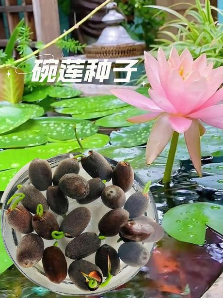 种植莲子：水生花园的美丽起点