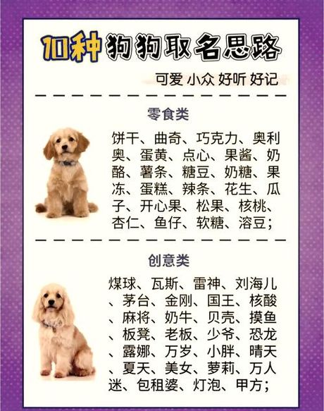 宠物狗取名字：创意与寓意的选择