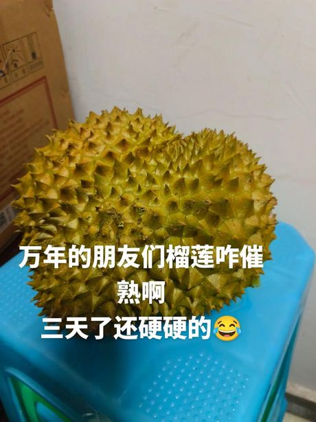 榴莲打开没熟怎么办：多种催熟方法介绍
