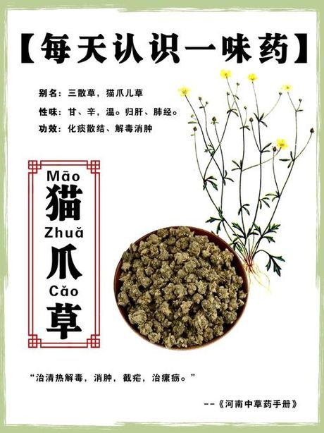 猫爪草：神秘的功效与食用方法