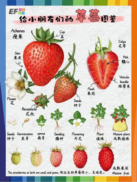 草莓英文怎么读发音，草莓在英语中的发音指南