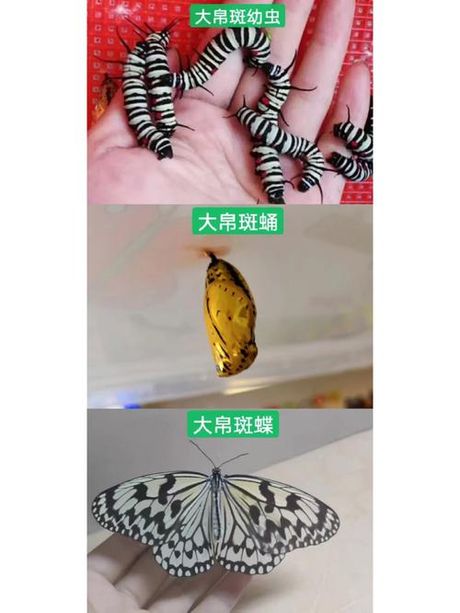 探索昆虫的奥秘：蛹的读音与意义